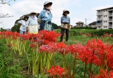 あでやか５万７千本　ヒガンバナ見頃　香取