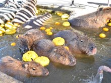 いい気持ち　カピバラゆず湯　冬至に館山・アロハガーデン