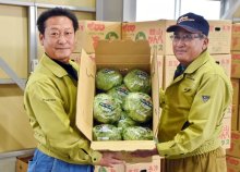 冬の旬「かんべレタス」出荷始まる　甘くてシャキシャキ、「サラダやしゃぶしゃぶに」　館山・神戸地区