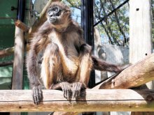 ジェフロイクモザルの「ライズ」４５歳で死ぬ　開園以来飼育のご長寿　千葉市動物公園で親しまれ