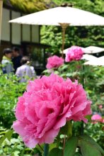 ２００種の大輪見頃　茂原牡丹園　かやぶき屋根背景に魅了　朝と夕方の鑑賞がお薦め