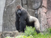 ゴリラ飼育環境改善へ　千葉市動物公園　１３日からクラウドファンディング　野生近づけ、種の保存狙う