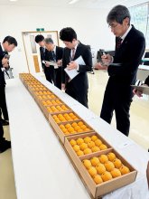 珠玉のビワ　皇室献上へ　一大産地・南房総で選果式