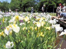 ハナショウブ優美に　千葉県内各地、初夏の彩り