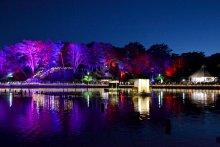 ライトアップで夜も彩り　千葉公園で「ヨハス」　オオガハス開花に合わせアートフェス