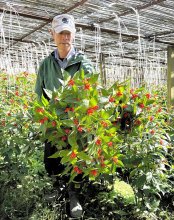 「すがすがしく新年を」　センリョウ出荷準備ピーク　館山