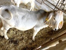 実嶺（みれい）と嶺菜（れいな）よろしくね　双子の白牛名前決まる　南房総、県酪農のさと