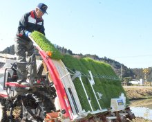 いすみで早くも田植え　わせ品種「五百川」　収穫は７月２０日ごろ予定
