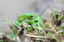 シュレーゲルアオガエル　春の房総彩る鳴き声　成田篤彦　【房総の草木虫魚】（４４３）