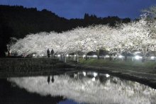 【動画あり】逆さ夜桜、幻想的に　沿道１キロ、ライトアップ　いすみ札森地区