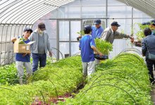 生徒育てた苗いかが　野菜、花２６品種販売会にぎわう　２４日まで　多古高校