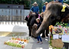 りり香１２歳、皆で祝福　市原ぞうの国　繁殖適齢期、集まる期待