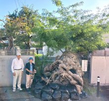 倒れた巨木の再生を　災害の生き証人未来へ　館山「六軒町のサイカチ」　【房総半島台風６年】（上）
