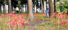 日本寺をヒガンバナ名所に　多古・８７歳の加瀬さん　「きれいだね」励みに整備