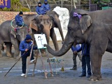 来年の干支、うまく書けたゾウ　流麗な筆で「午」「馬」　アジアゾウ・ゆめ花、観客沸かせる　市原ぞうの国