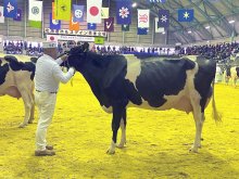 千葉県勢３０年ぶり優等賞１席　酪農発祥の地　鴨川・糟谷さん飼育「ルエラ」号　乳牛オリンピック