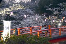 北総随一の名所点灯　香取　闇夜に桜光まとい