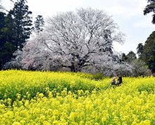 願い、咲き誇る　心触れ合う里へ　市原　大俵桜樹齢１５０年　