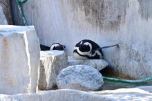 春の「鳥事異動」？　千葉市動物公園　１９日ペンギンお別れ会