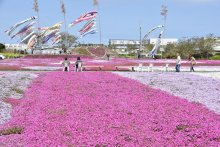 絶景シバザクラ　花のじゅうたん　東庄・ふれあいセンター