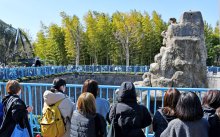 「パンチ」サル山に侵入　着ぐるみ姿、警察に引き渡し　市川市動植物園「前代未聞」