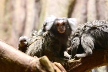 親の背中に愛らしい姿　マーモセット４匹誕生　千葉市動物公園