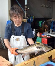 【動画あり】「瞬〆スズキ」旬到来　抜群の食感とうま味、魅力　船橋漁港