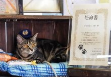 猫駅長よろしくなの　「なかのさん（仮）」就任　銚子電鉄　仲ノ町駅職員が保護、異例の“出世”