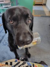 飼い主さんへの気遣い　家族を見つめている　堀田素愛　【わんこのわ】　（５５）
