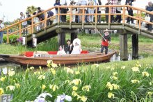 【動画あり】嫁入り舟で晴れ姿披露　来園者の祝福に笑顔　香取・あやめパーク