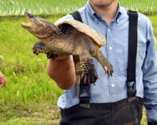 カミツキガメ捕獲事業２０年目　根絶へ２万匹超駆除　「生息数日本一」印旛沼水系　試行錯誤経て増殖期→転換期