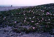 ハマヒルガオ　悪条件に耐えて生きる　川名興　【房総の草木虫魚】　（４６８）