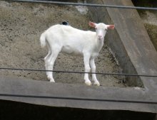 【速報】崖の上のヤギ「ポニョ」死ぬ　佐倉草ぶえの丘　３月下旬から療養