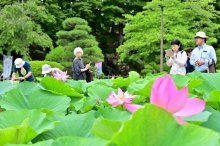 オオガハス大輪ほころぶ　千葉公園　２０日から大賀ハス祭　ミニ講座や「象鼻杯」体験