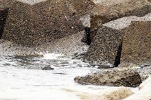 クサフグ、防波堤はい上がり産卵　海の不思議、児童ら観察　勝浦・興津