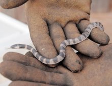 幻のヘビ「シロマダラ」発見　市原のキャンプ場　「自然に戻す」