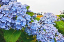 彩り豊かな公園で「あじさい祭り」　一日限りの竹コースター人気　多古
