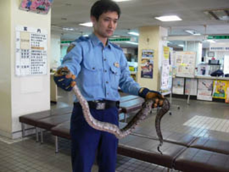 浦安署員が捕獲したヘビ＝１６日
