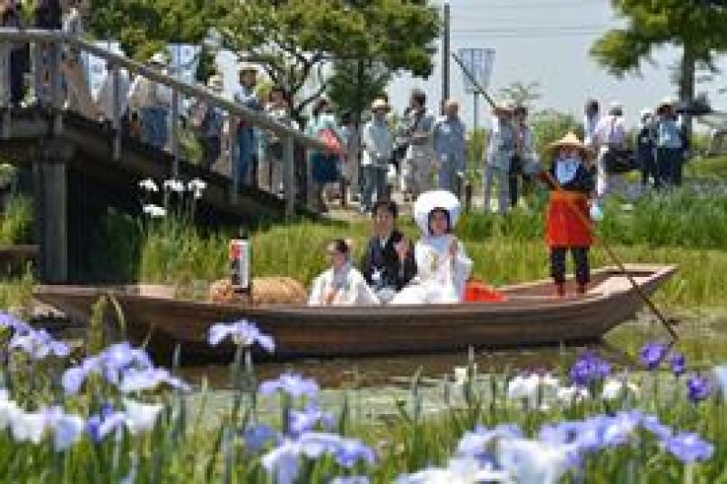水生植物園内の水路を巡る嫁入り舟。多くの来園者が見守る中、見頃を迎えたハナショウブも新郎新婦を祝福した＝７日、香取市扇島