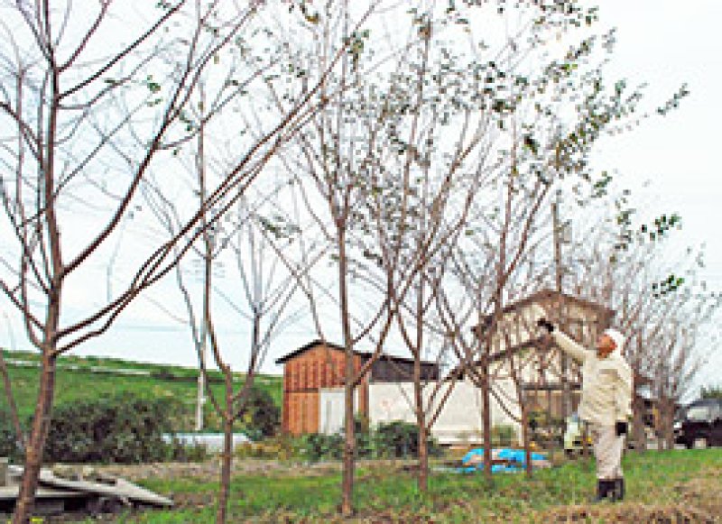  我孫子市に寄贈した桜の木の様子を確認する山田さん＝同市