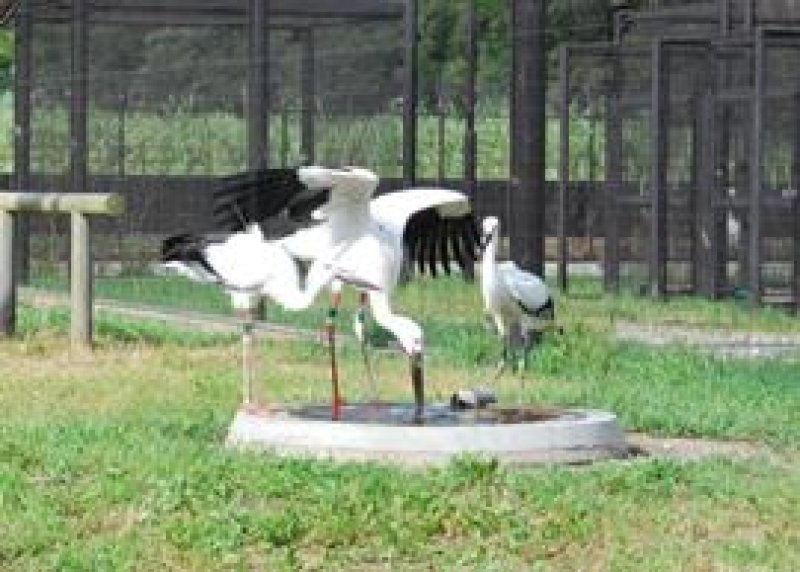 試験放鳥当日のコウノトリ３羽＝７月２３日、野田市三ツ堀