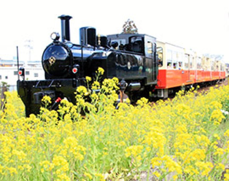 鉄道ファン景色満喫　菜の花揺らし里山旅　トロッコ再出発