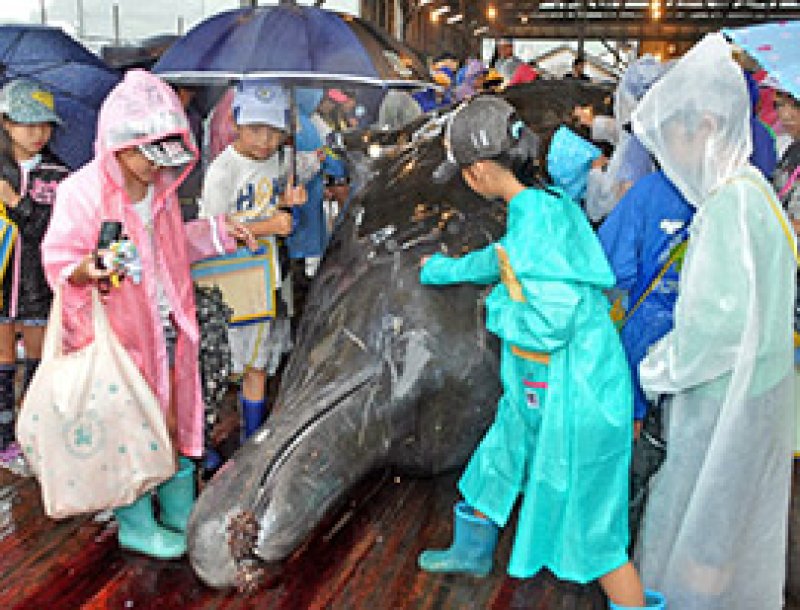 クジラ　初の水揚げ、即解体　８月末まで２８頭捕獲へ　地元小学生４９人見学　南房総・和田町