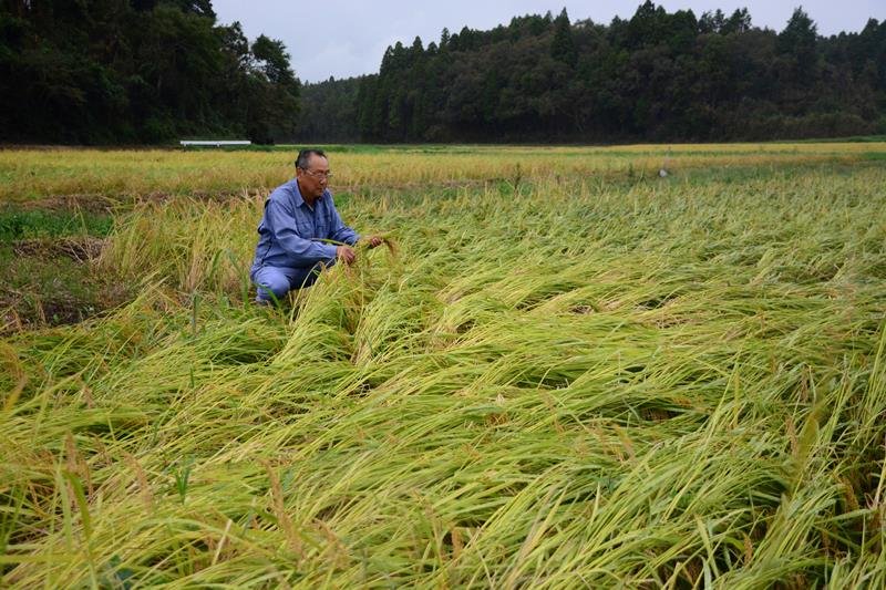 強風で倒れた稲の状態を確認する農家＝１８日午前１１時１５分ごろ、多古町