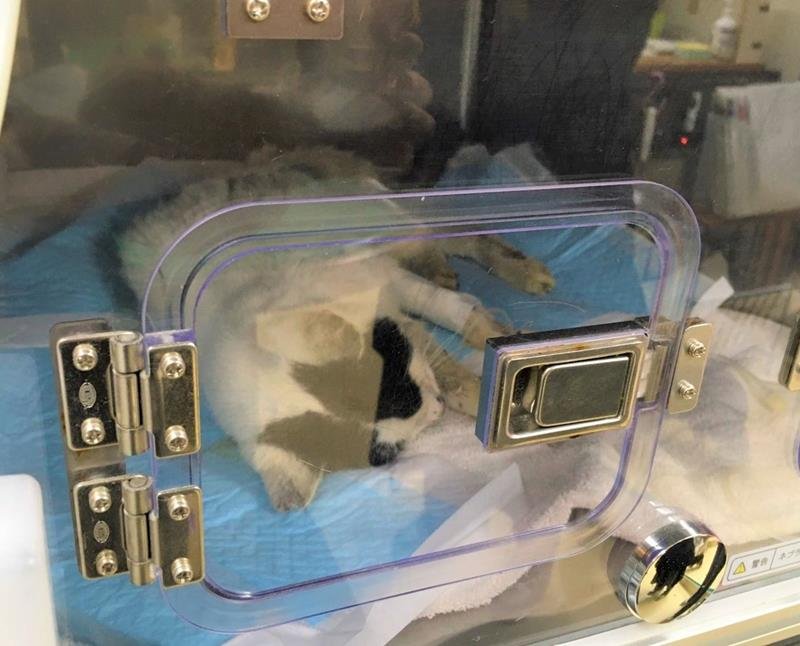 瀕死状態で治療を受ける猫（ボランティア提供）