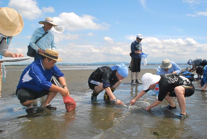 加曽利貝塚博物館友の会が主催した「イボキサゴ」の採取会＝２０１５年６月６日、木更津市の盤洲干潟
