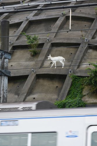 京成線沿いの急斜面に迷い込んだ子ヤギ＝９日、佐倉市