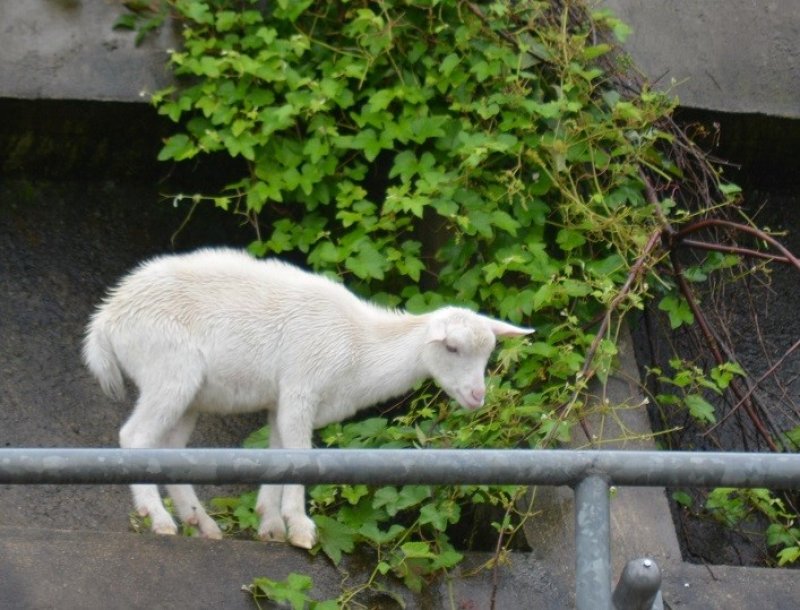 約２カ月間、京成線の斜面に居ついている子ヤギ＝１８日、佐倉市