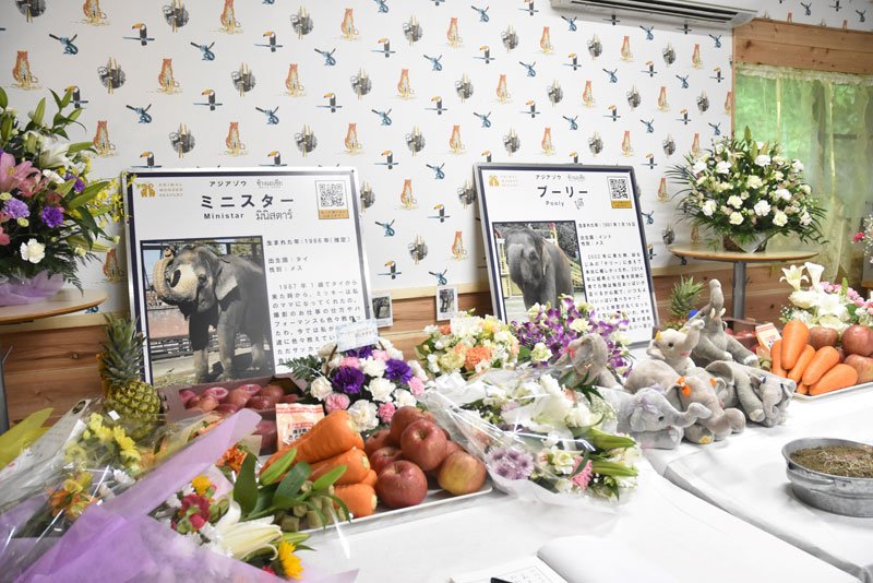 人気者失いショック…悲しみ広がる市原ぞうの国　献花台設け追悼　母失ったもも夏、けなげに芸披露