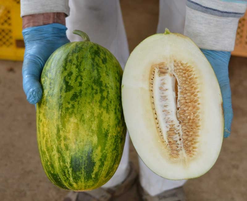 甘くシャキシャキ"幻のフルーツ"　パパイヤメロン最盛期　印西市特産、今月いっぱい